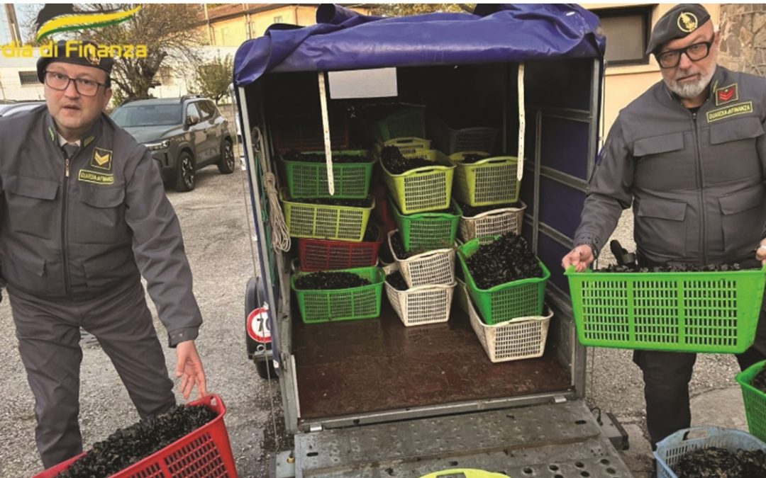 Il novellame di sardine sequestrato a Metaponto il 5 febbraio del 2025 dai carabinieri forestali