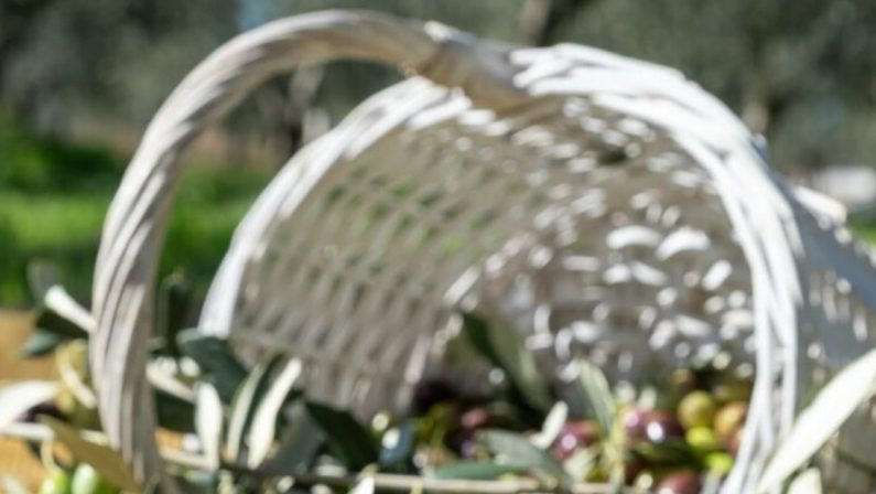 Oliva Alta Daunia, arriva la Dop dell’Ue: riconosciuta l’eccellenza della Peranzana pugliese