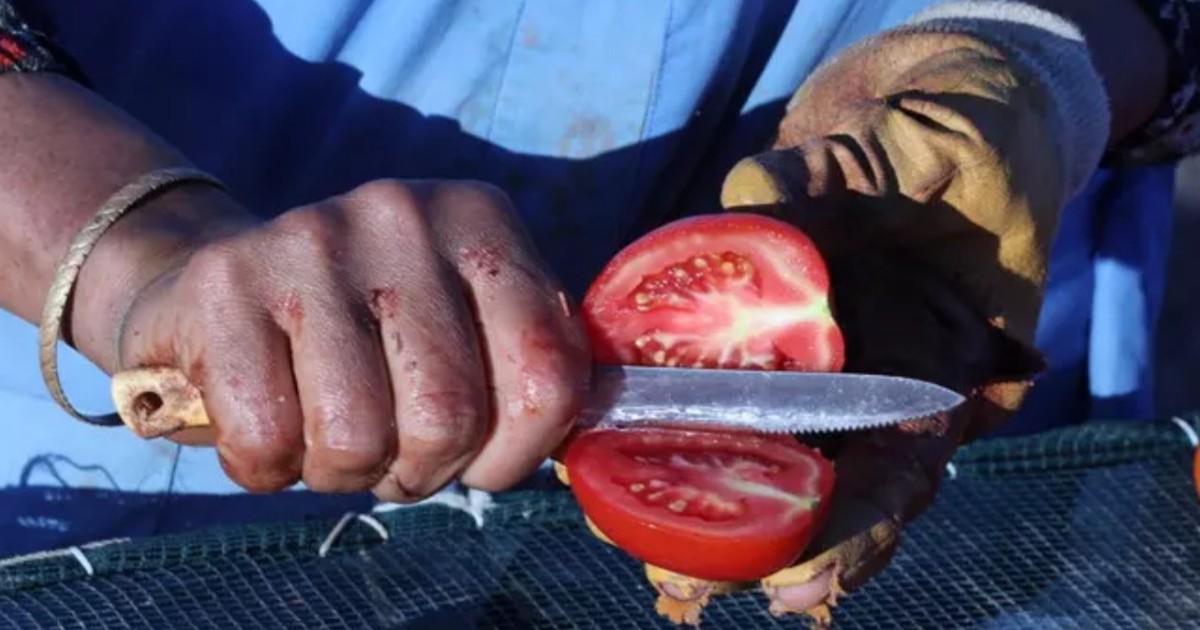 https://www.quotidianodelsud.it/wp-content/uploads/2026/10/pomodori-puglia-salmonella.jpg