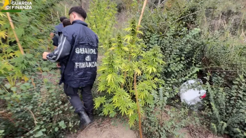 Sequestrata piantagione di cannabis in area montana del Crotonese