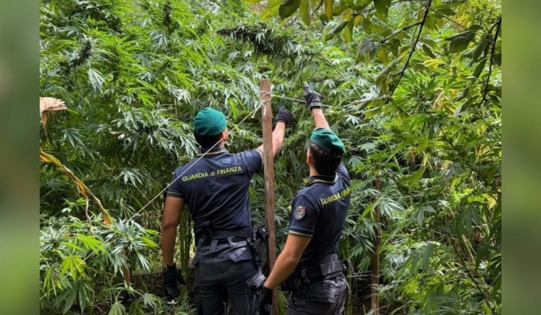 Calabria, sequestrate 19 piantagioni di cannabis da 8,3 milioni