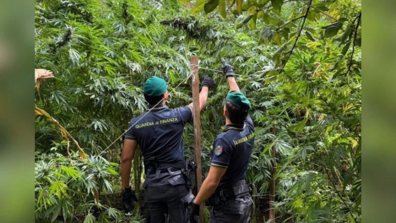 Calabria, sequestrate 19 piantagioni di cannabis da 8,3 milioni