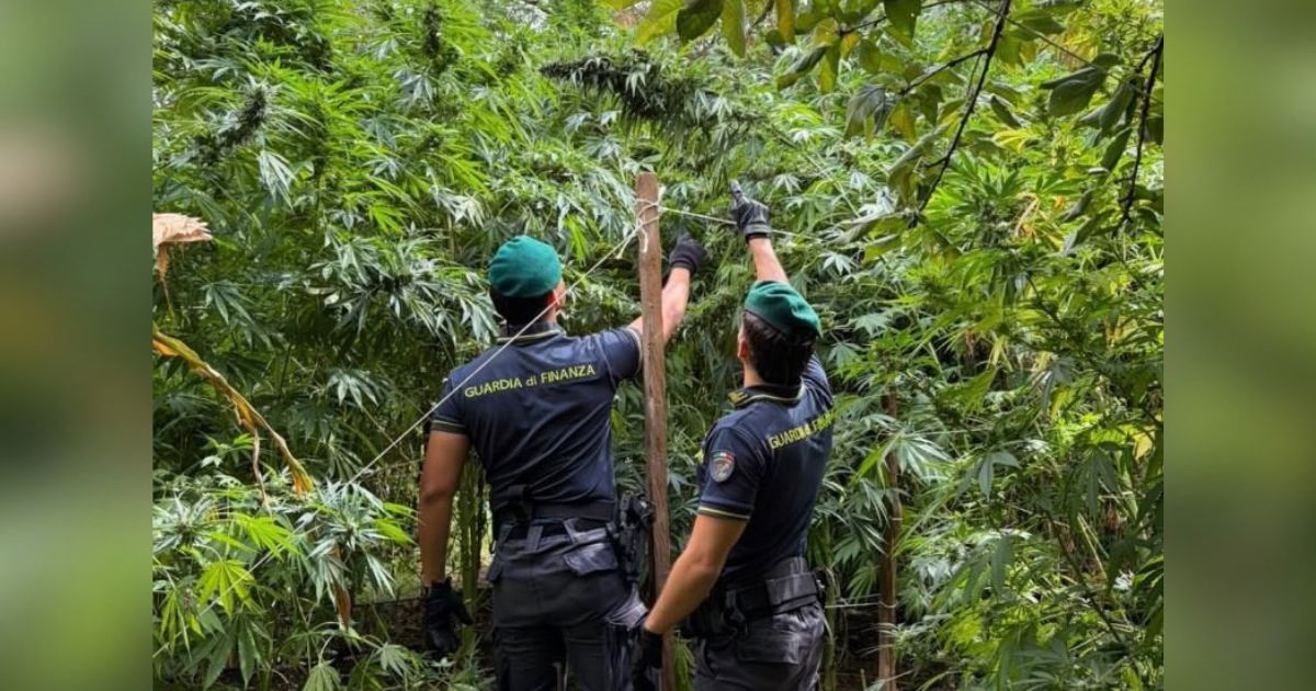https://www.quotidianodelsud.it/wp-content/uploads/2026/10/sequestro-cannabis.jpg