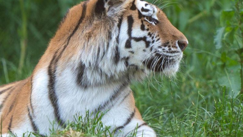 Scavalca il recinto e viene sbranato da una tigre allo zoo: tragedia nello Yorkshire