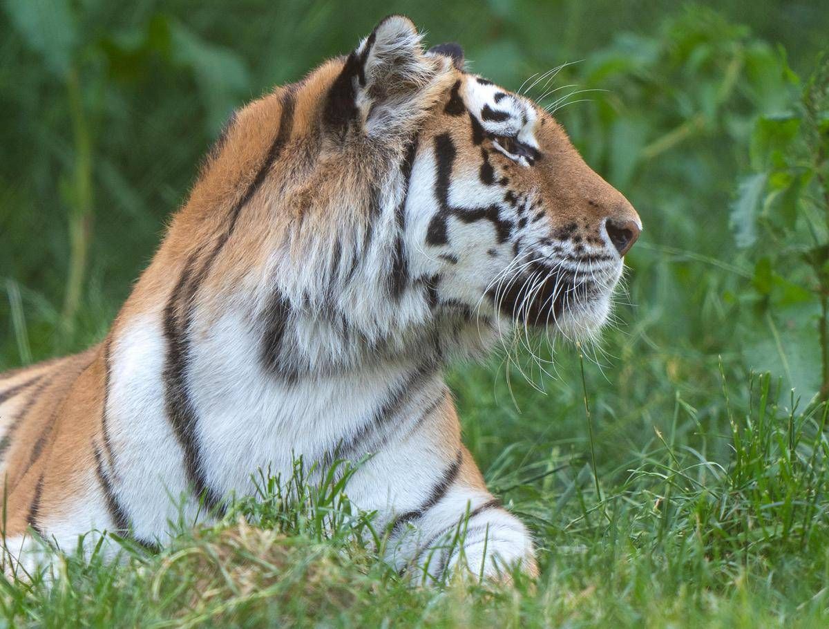 https://www.quotidianodelsud.it/wp-content/uploads/2026/10/tigre-ipa-fg.jpeg