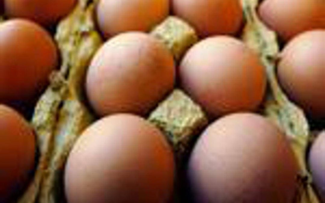 Richiamo uova biologiche per rischio Salmonella: lotti e scadenze