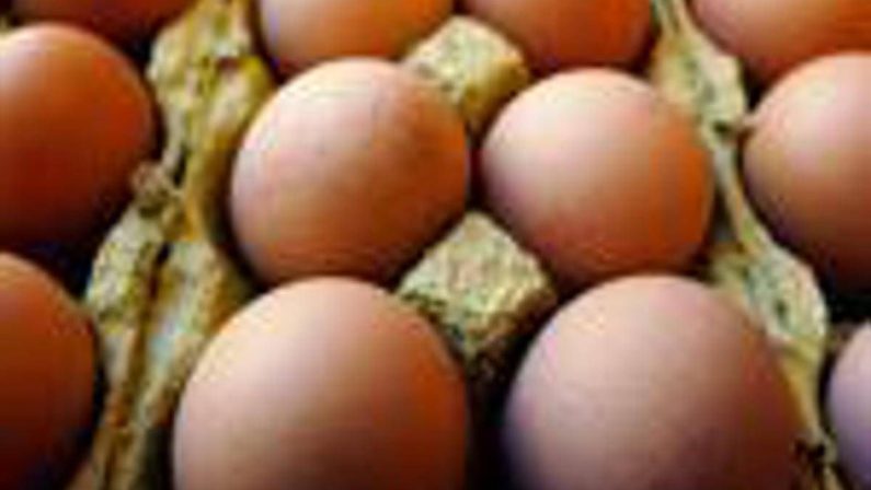 Richiamo uova biologiche per rischio Salmonella: lotti e scadenze