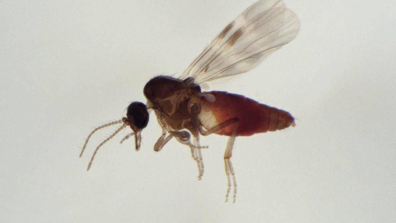 Virus Shamonda, chi lo trasmette? L’imputato è il Culicoides: identikit del ‘moscerino pungente’