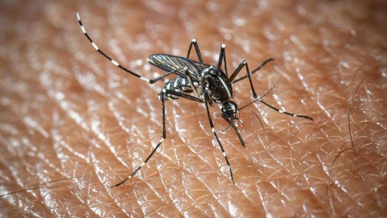 West Nile e Dengue, aumentano i casi in Italia: gli ultimi dati dell’Iss